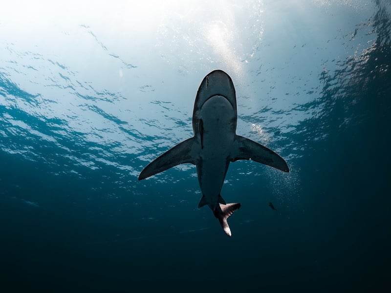 Oceanic Exploration