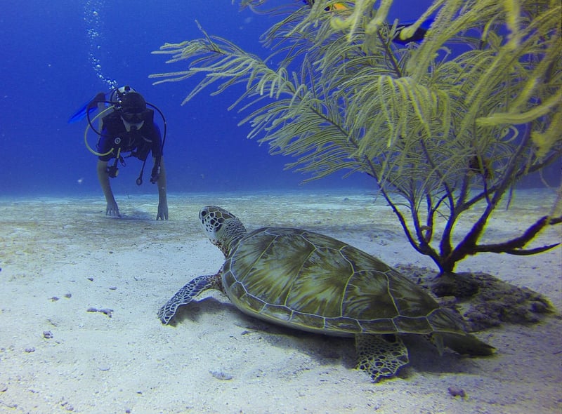 Sustainable Wildlife Encounters