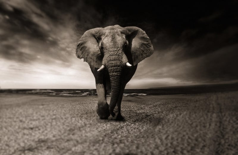 Sustainable Wildlife Encounters