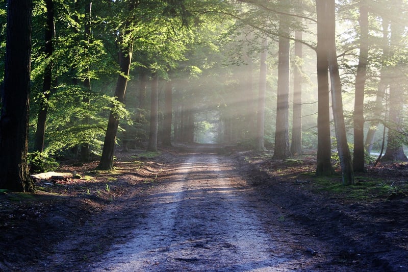 Forest Eco-Travel
