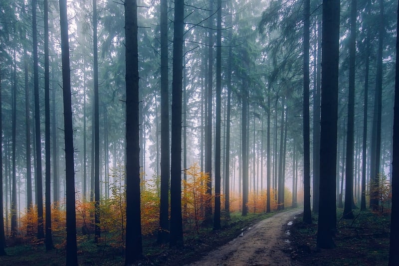 Dense Forest